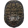 7-8" Red Ear Turtle Shell (227GS-0708)