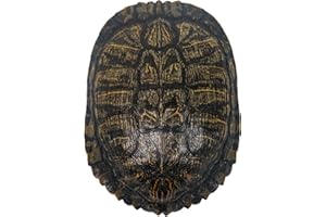 CHICHESTER INC 7-8" Red Ear Turtle Shell (227GS-0708) 10UB