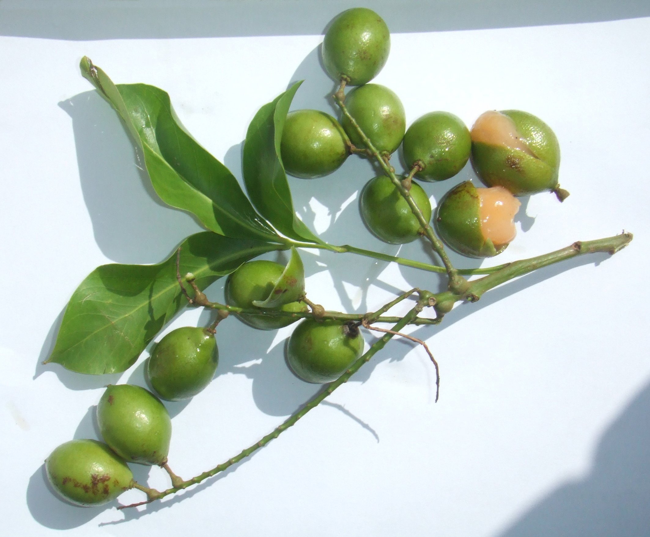 5 Spanish lime Seeds,Guinep,melicoccus bijugatus,Tropical fruit ...