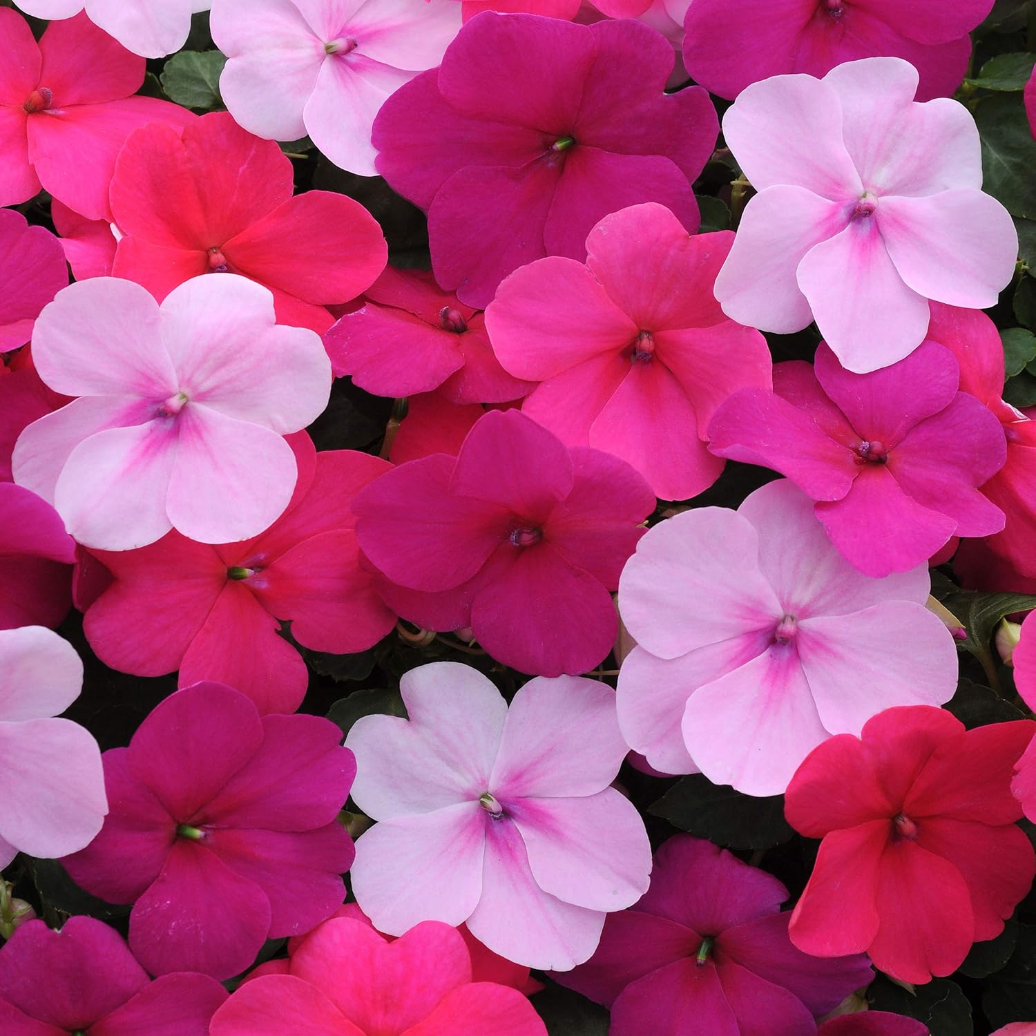 Annual & Biennial Seeds 50 Impatiens Seeds Impatiens Impreza White