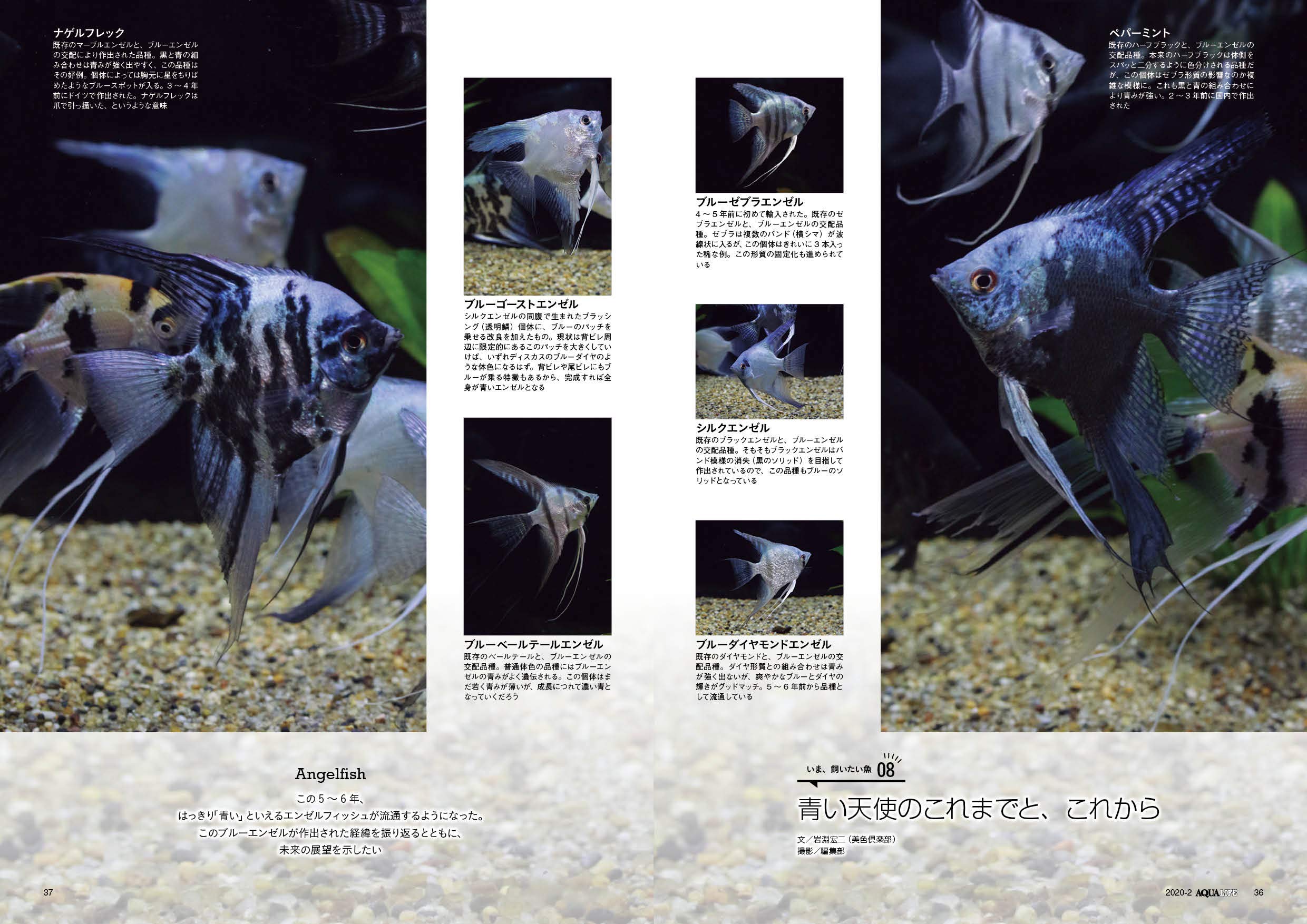 月刊アクアライフ 年 02 月号 いま 飼いたい魚 本 通販 Amazon