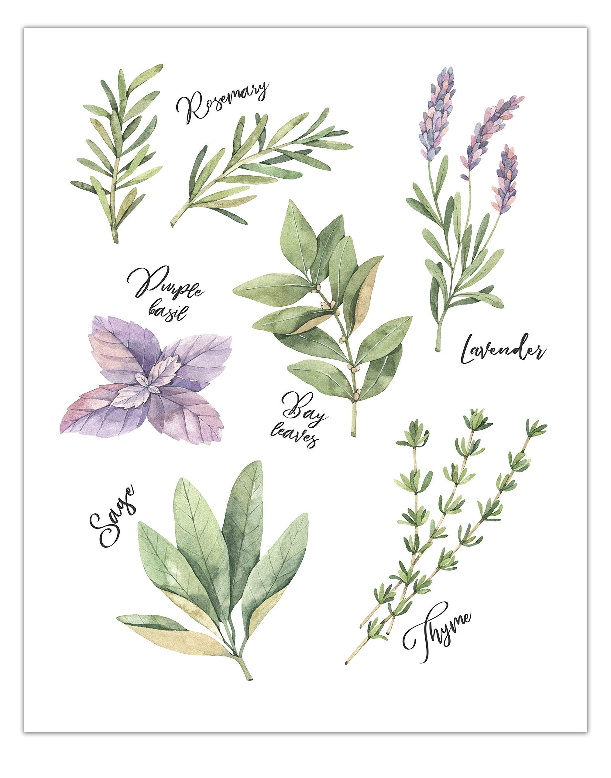 Kitchen Wall Art - Botanical Prints Wall Decor - Watercolor Herbs Kitchen Signs - Rustic Farmhouse Plant Poster - Green Botanical Pictures - 8x10 Prints - UNFRAMED (Kitchen Herbs 1 Print)
