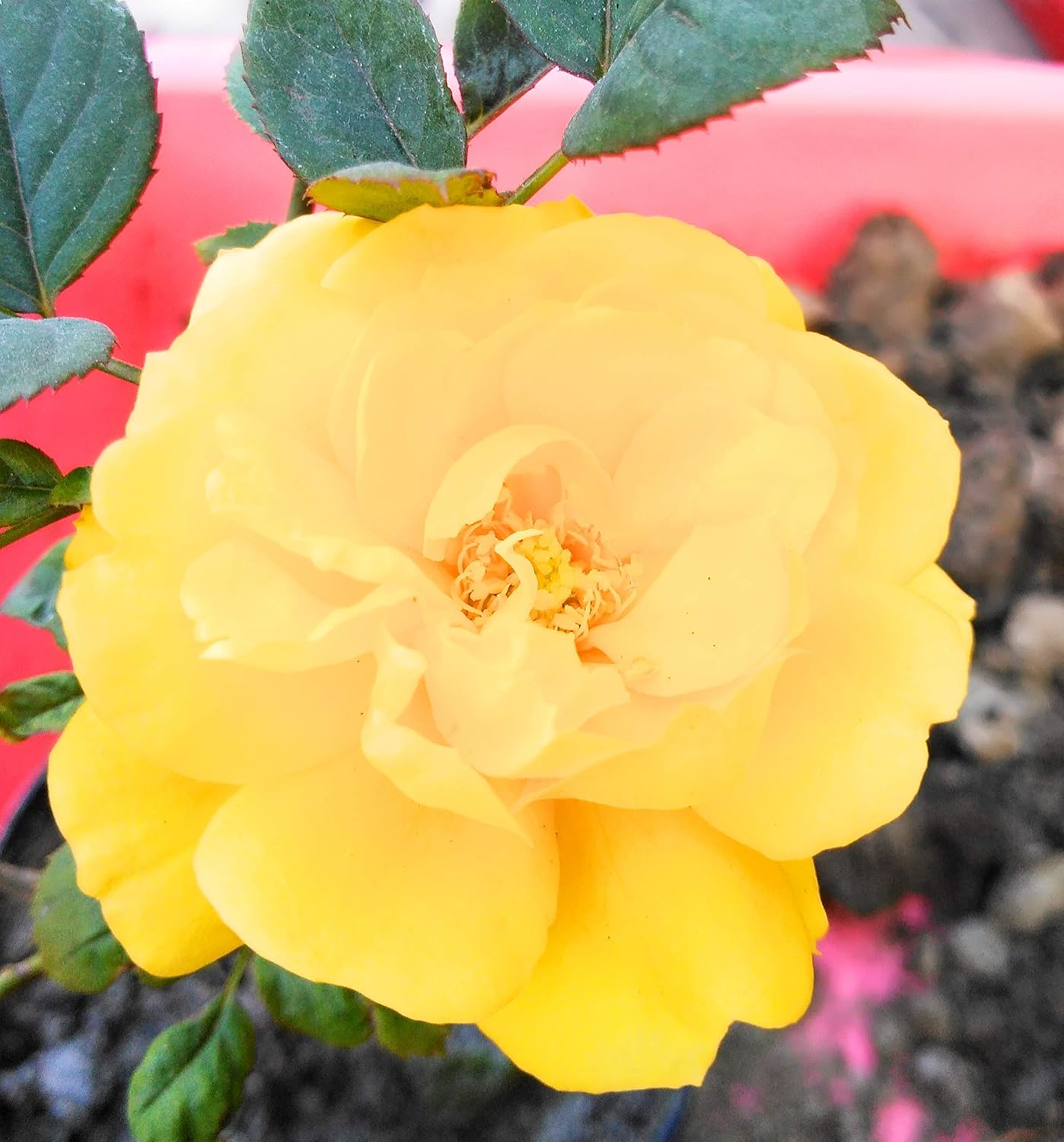 Nelesa Gardening Live Yellow Rose Plant Yellow Rose Grafted Plant In Plastic Pot 1 Plant
