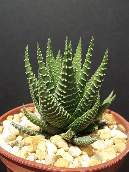 Amazon Co Jp 珍しい多肉植物のgasteriaのexotic4 ポットattenuata Haworthia Fasciata ホーム キッチン