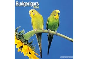 Budgerigar Calendar 2024 | Square Bird Wall Calendar - 16 Month