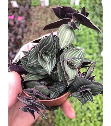Amazon.com : Generic Tradescantia Jose Puig ~ Purple and neon