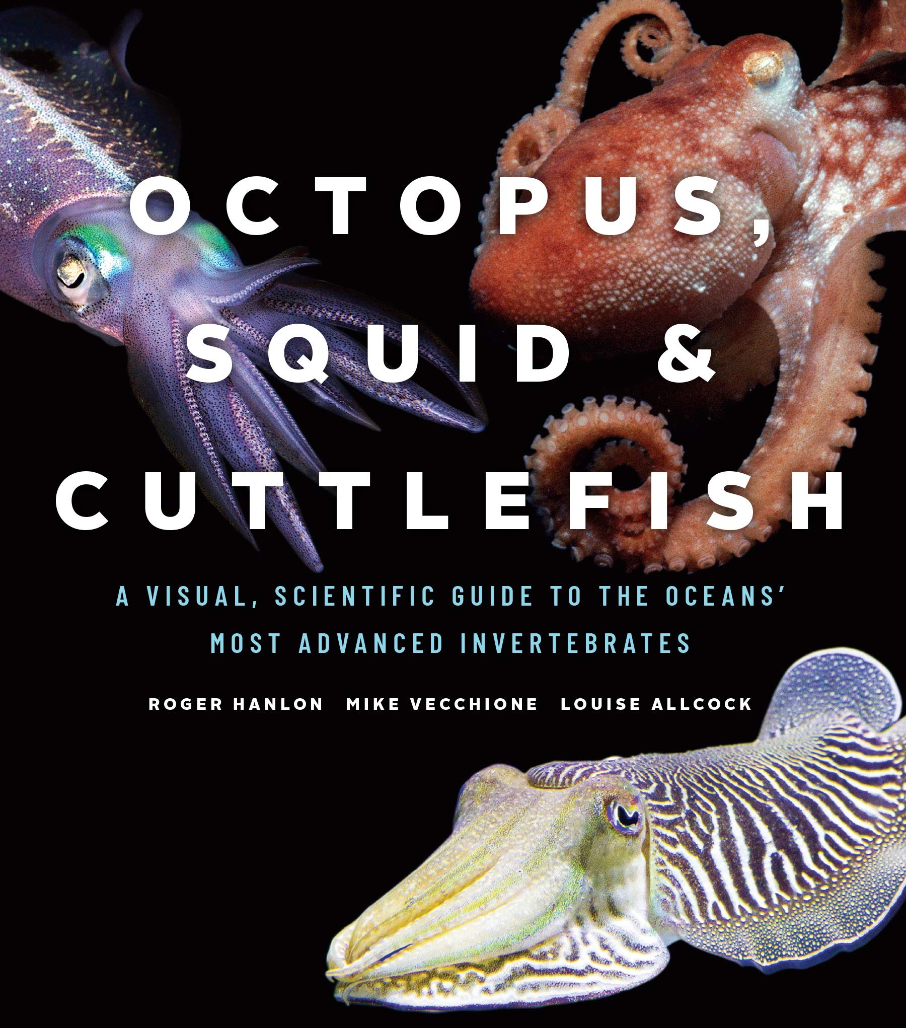 Octopus Squid And Cuttlefish A Visual Scientific Guide To The Oceans Most Advanced Invertebrates First Hanlon Roger Vecchione Mike Allcock Louise Amazon Com