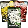 Sow Right Seeds - Common White, Gold & Red Yarrow Seeds for Planting - Non-GMO Heirloom Packets with Instructions to Grow Outdoor Home Garden - Medicinal Herb & Native Wildflower with Fragrant Blooms