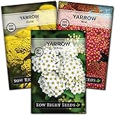 Sow Right Seeds - Yarrow Seed Collection for Planting Perennial Medicinal | Includes White, Gold, Red wildflowers. Plant non-GMO heirloom wild flower varieties in outdoor herb garden for pollinators.