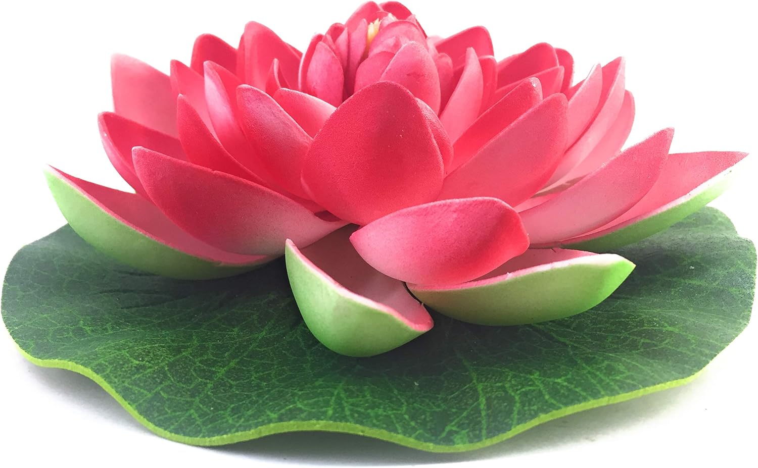 Floating lotus лилейник