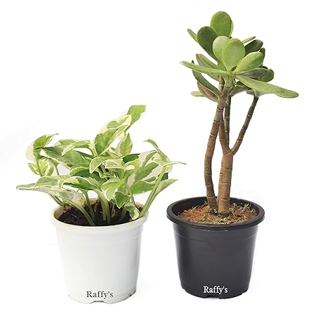 Raffys Indoor Plants for Home Live With Pot - Variegated Money Plant & Jade Plant Combo