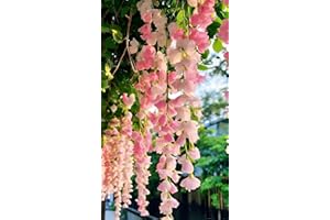 Pink Weeping Jasmine (Clerodendrum wallichii) Flower Seeds for Planting 100+ Premium Seeds - Rare Ornamental Climbing Vine fo