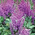 Votaniki Astilbe Sonny Boy - Perennial & Fern Like Foliage, Purple Flowering 'Sonny Boy' Astilbe Bare Root for Planting | Summer Flowers, Easy to Grow (1 Pack)