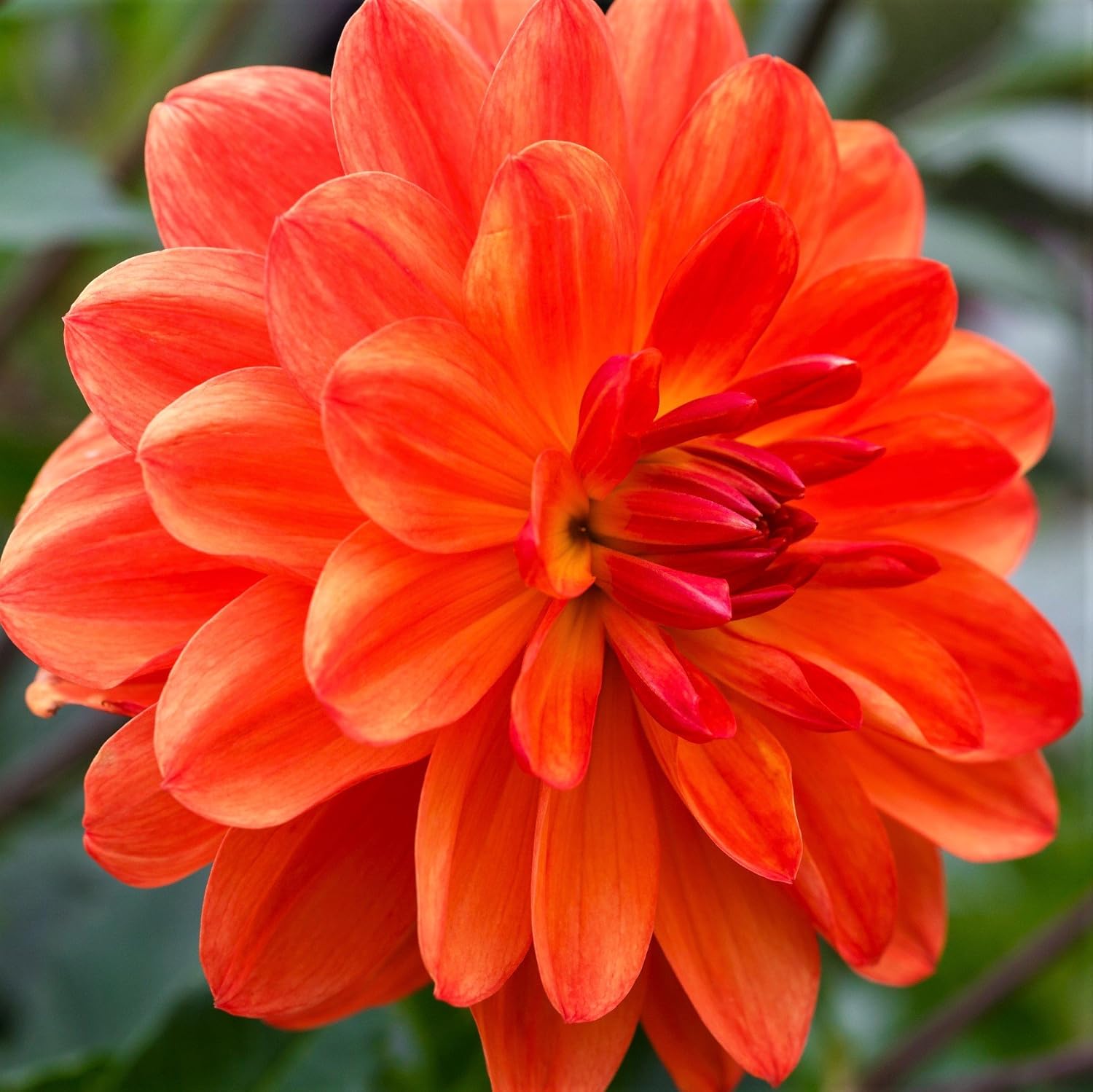 Orange Dwarf Dahlia Gallery Valentin Miniature Dahlia 3