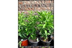 50+ Seeds Night Blooming Jasmine, Cestrum Nocturnum, Queen of Night Or Raat Ki Raani, Galan De Noche Seeds - Perfect for