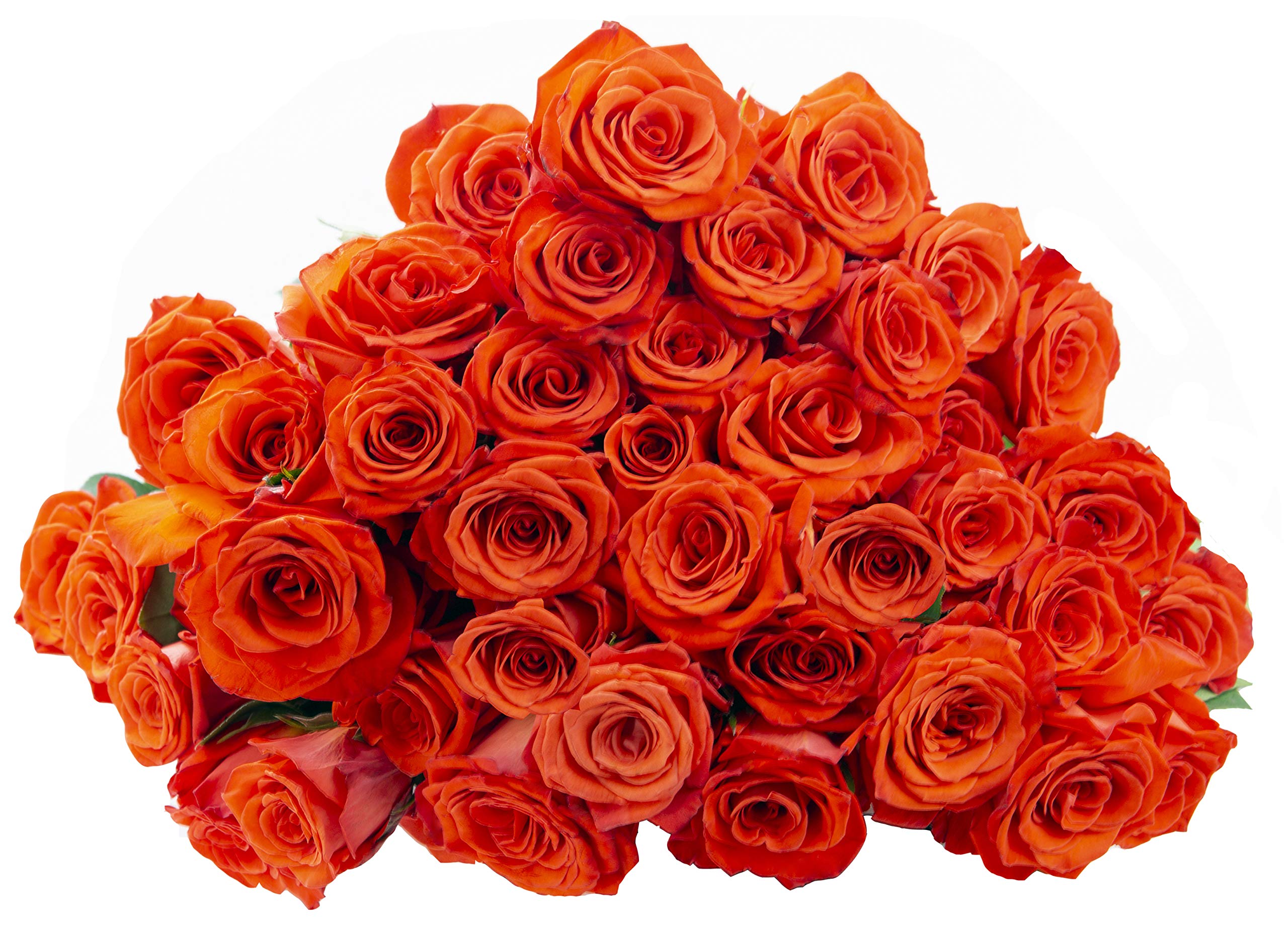 Blooms2Door PRIME NEXT DAY DELIVERY – WEDDING COLLECTION – 50 Orange Roses (Long Stem – 50cm) – Wholesale Fresh Flowers I Gift for Birthday, Anniversary, Thank You, Mother’s Day Fresh Flowers.
