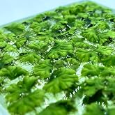 40+ Riccia Water Spangles Live Aquarium Floating Plant (Ricciocarpos Natans) by Aquarigram (Plants Only)