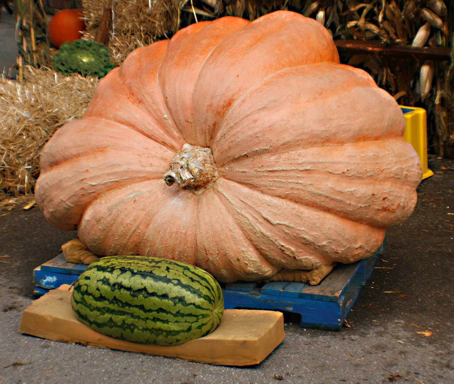 pumpkin, dills, DILL'S ATLANTIC GIANT, worlds largest