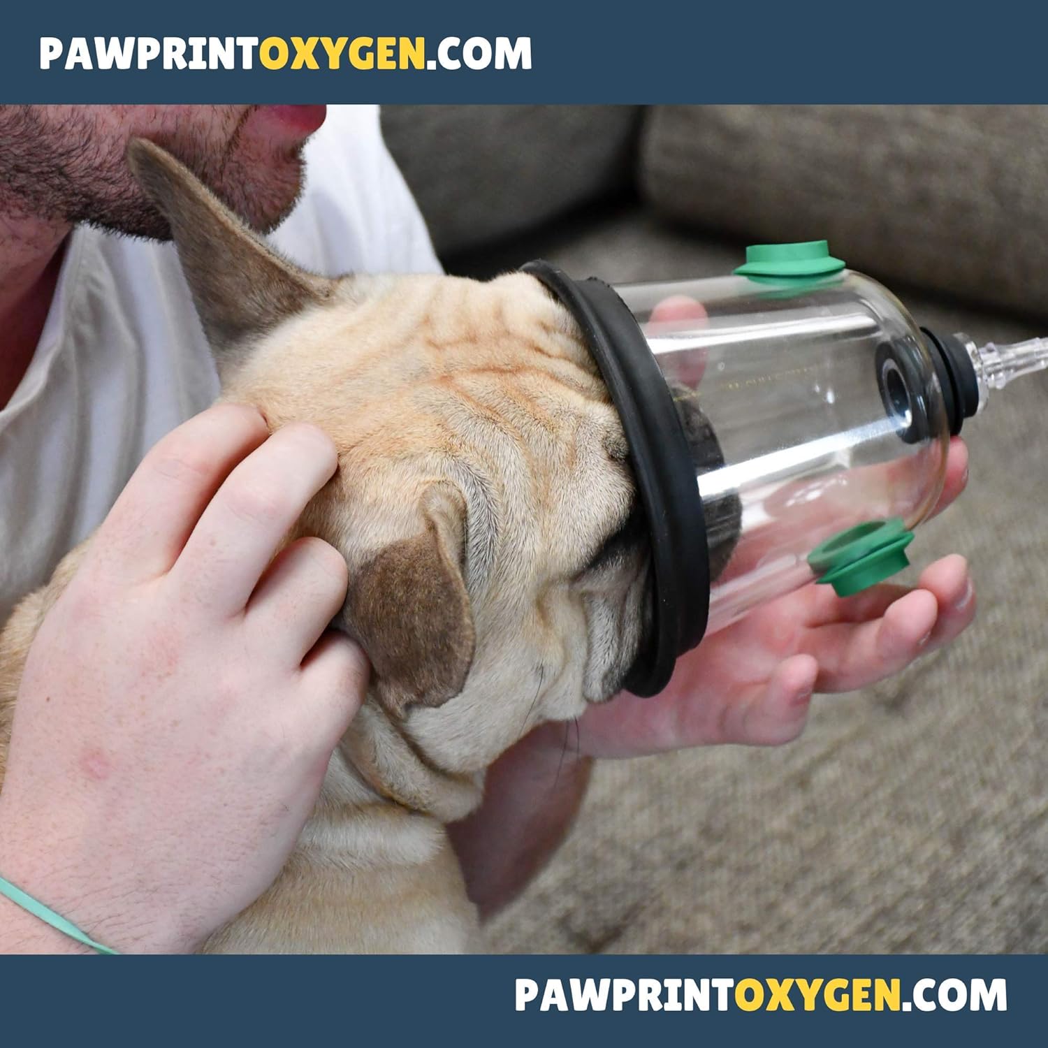 oxygen tent for dogs