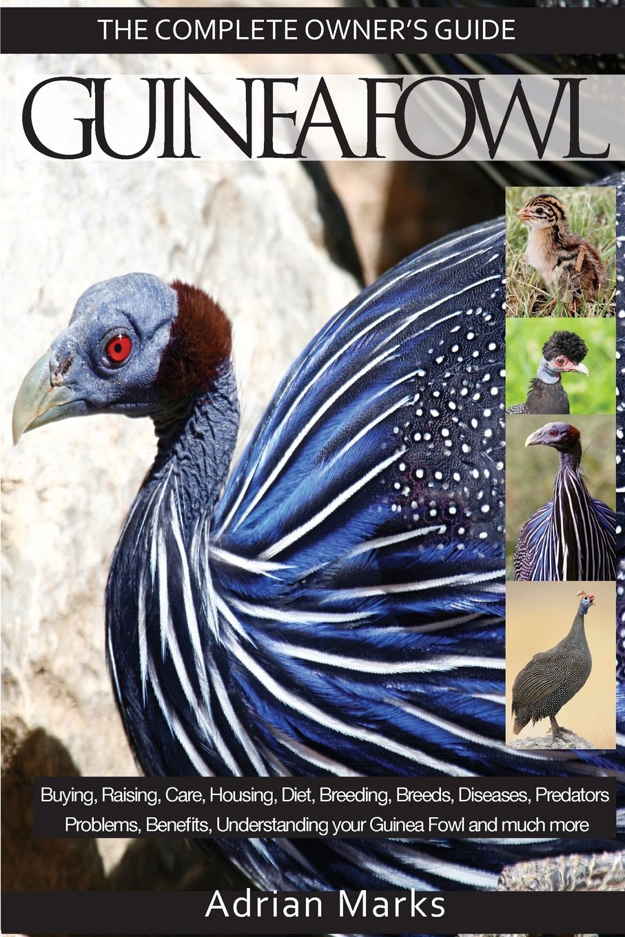 Guinea Fowl The Complete Owners Guide Adrian Marks 9781910915080