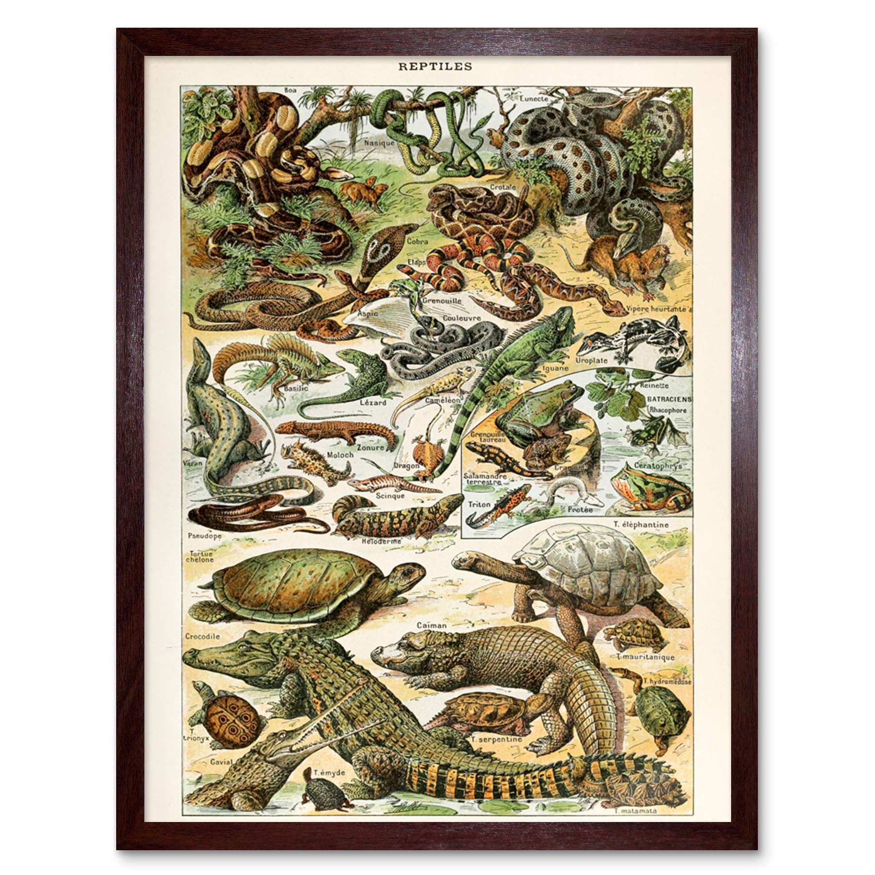 Artery8 Millot Encyclopedia Page Reptiles Snake Tortoise Art Print Framed Poster Wall Decor 12x16 inch — image 1