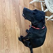 amazon royal canin labrador