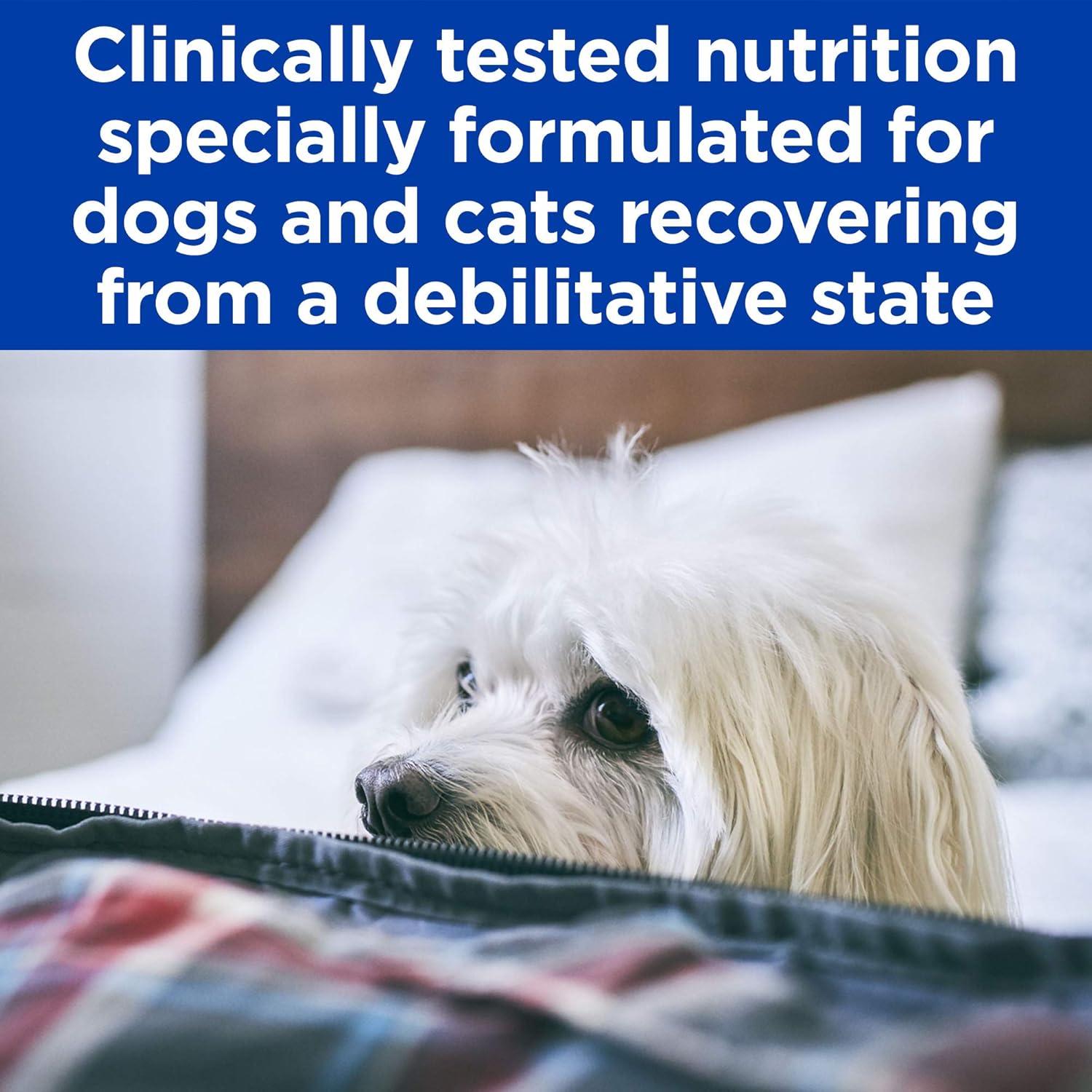 hills prescription canned dog food