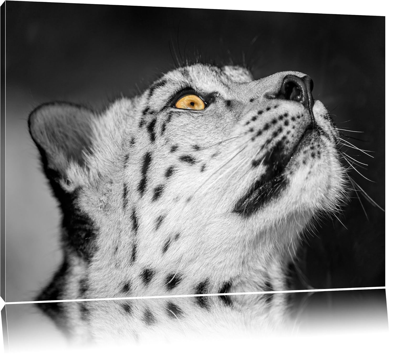 Black and white looking up snow leppard yellow eyes Size:120x80 cm