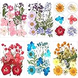 84 Pcs Dried Pressed Leaves Flowers Real Natural Dried Leaves Plant Kit Assorted