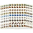 SHELL01 - 10 Sheets Shell and Starfish Decorative Scrapbook, Reflective Stickers for Kids - Size 4 X 5.25 Inch./sheet by Sticker108