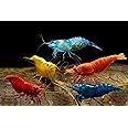 Swimming Creatures 20 Mixed Premium Grade Neocaridina Skittles Shrimp Live Freshwater Aquarium Shrimp. Live Arrival Guarantee.