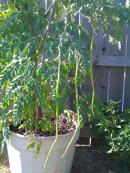 Golden Hills Farm Dwarf Hybrid Drumstick Moringa Oleifera Short Variety Vegetable Seed - 50 Seeds