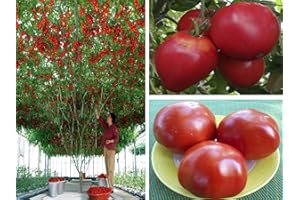 CEMEHA SEEDS European Tomato Tree as Tamarillo Heirloom Non-GMO