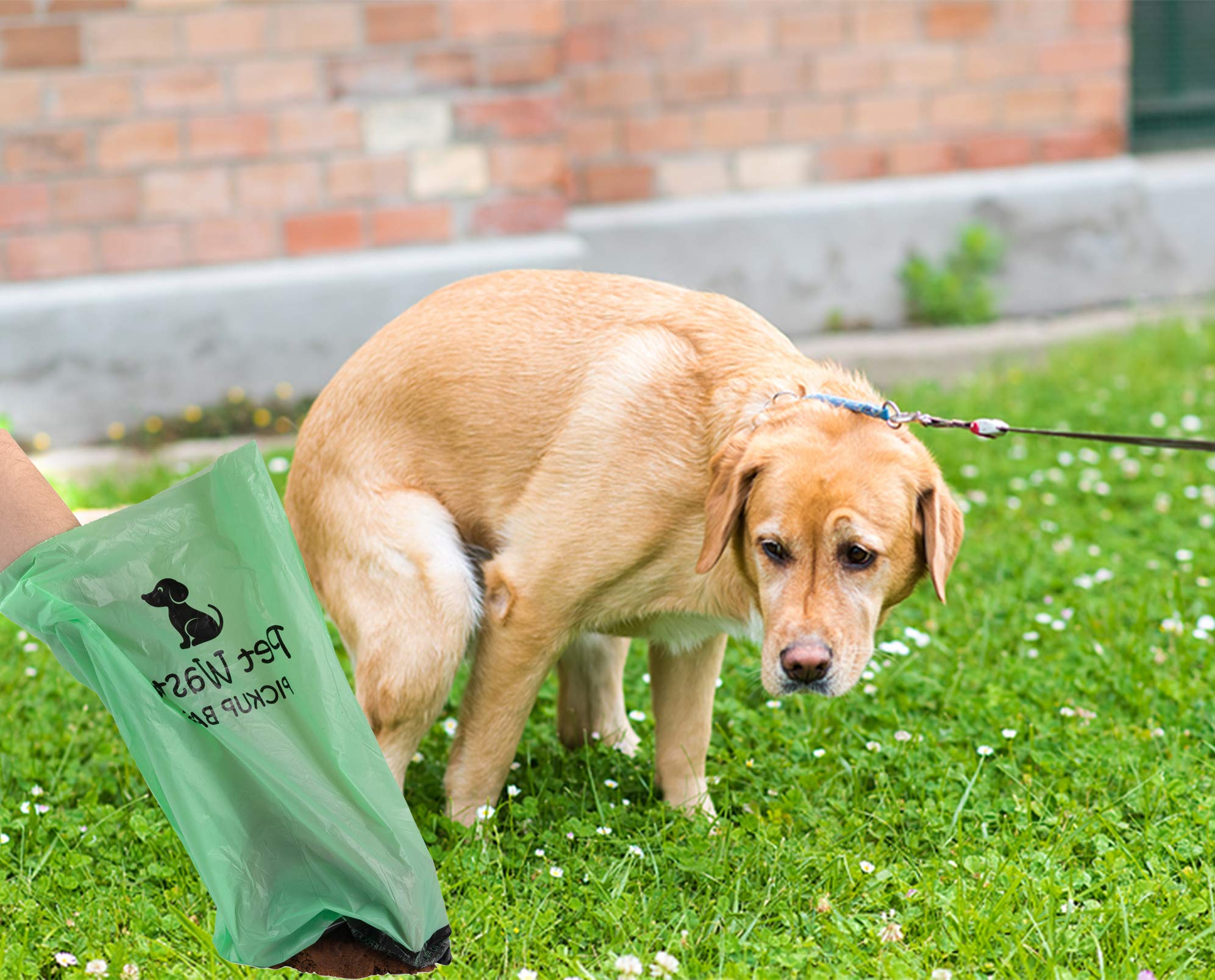 eco dog poop disposal