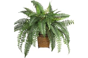 CARIBBEANGARDEN Boston Fern Plant (3 Plants/Root) Shade Loving Plant,Low Growing,Zone 4-8