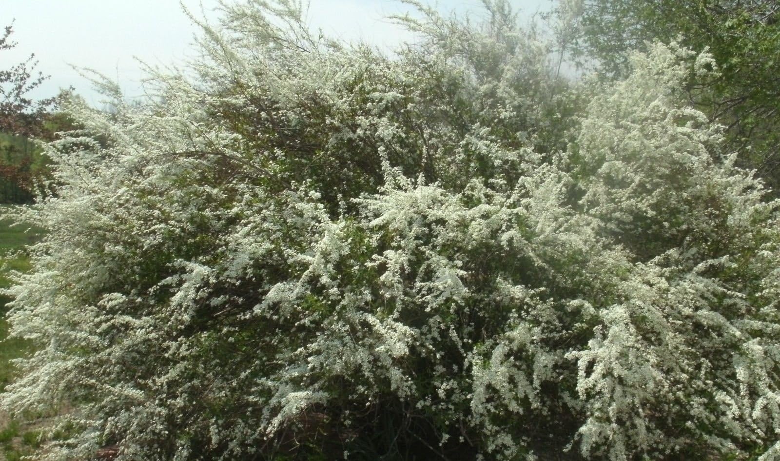Bridal Wreath Spirea shrub, hardy perennial variable listing plants and cuttings