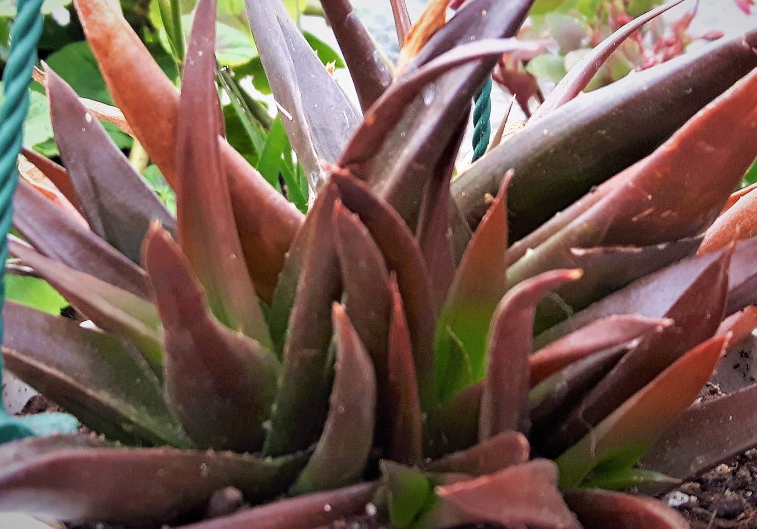 BLACK GEM ALOE VERA CLUMP FORMING NON HARDY SUCCULENT