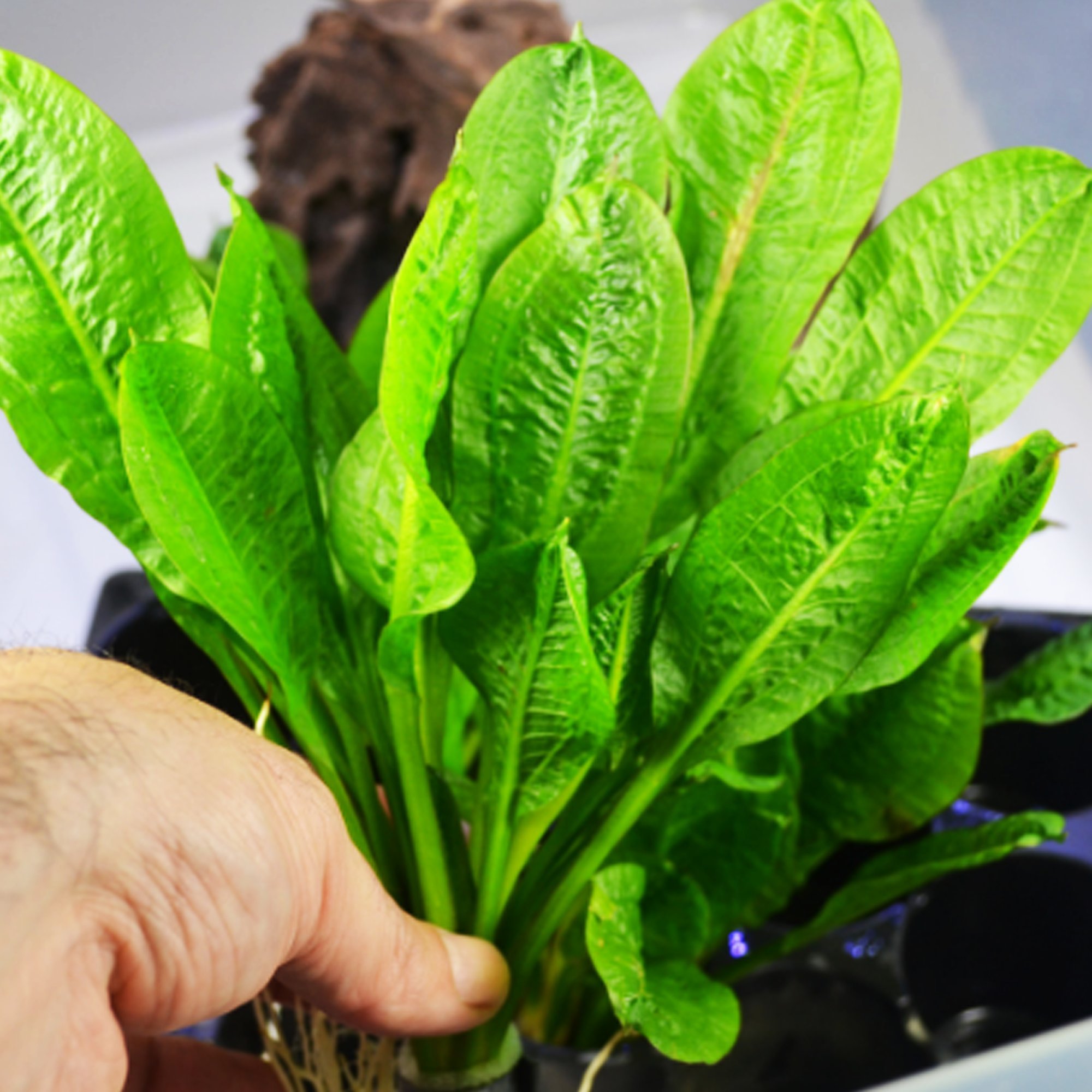 Mainam Echinodorus Parviflorus Rosette Amazon Sword Live Aquarium Plant Rooted Bundle for