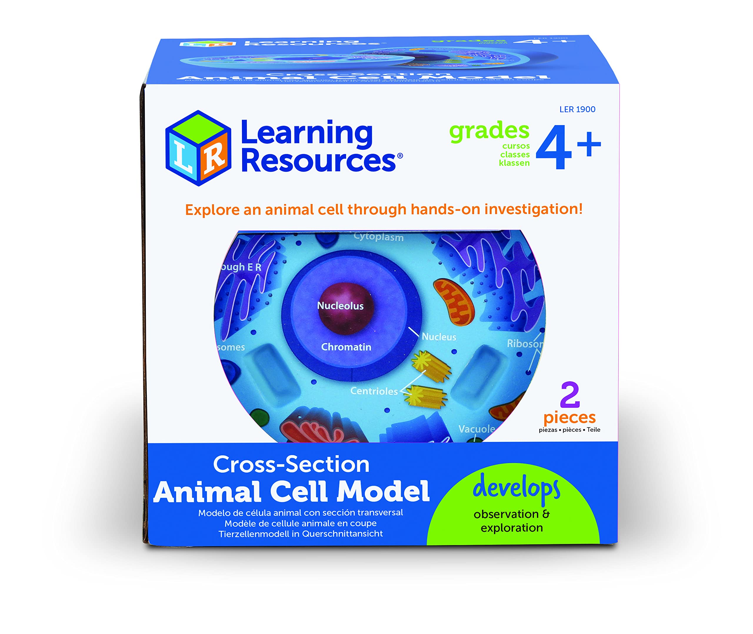 Learning Resources Cross-Section Animal Cell Model - STEM Biology Gifts, Molecular Science Activities , Microbiology ,Classroom and Teacher Must Haves, Homeschool Materials, Model Kit Tools