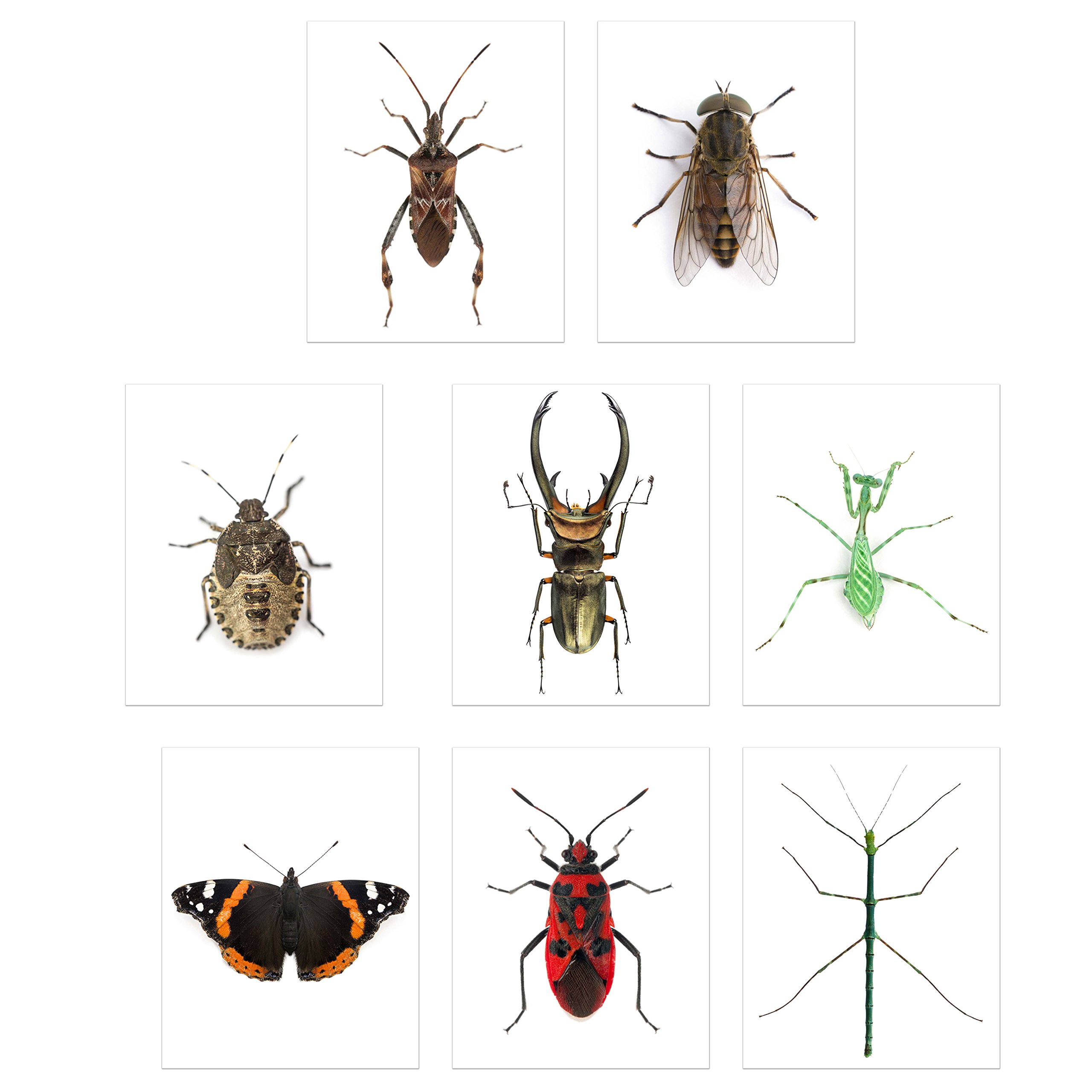 Faux Bug Collection Prints - Set of 8 (8x10) Cruelty-Free Photographs of Insects Wall Art Decor - Stick Bug - Cyclommatus Elaphus (Beetle) - Giant Horse Fly - Red Admiral Butterfly - Pinstripe Mantis