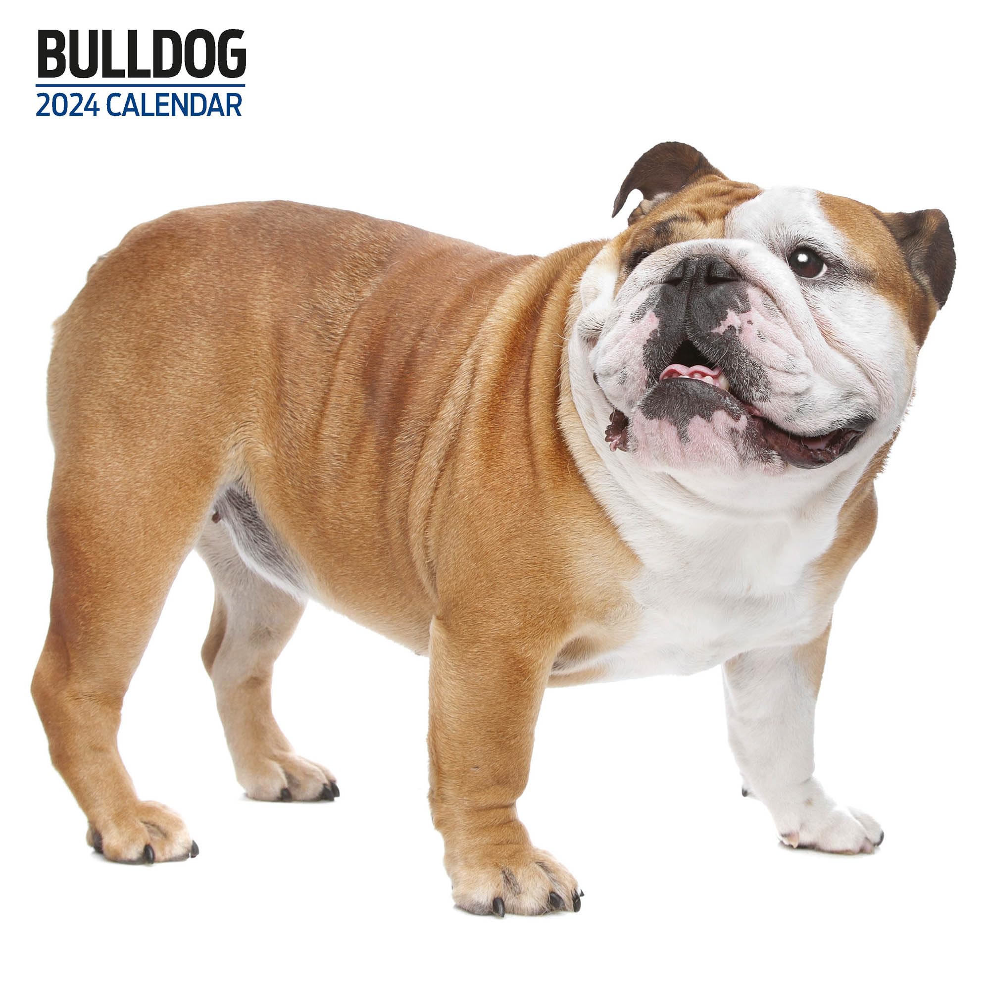 Bulldog Modern 2024 Calendar Multi-Colour