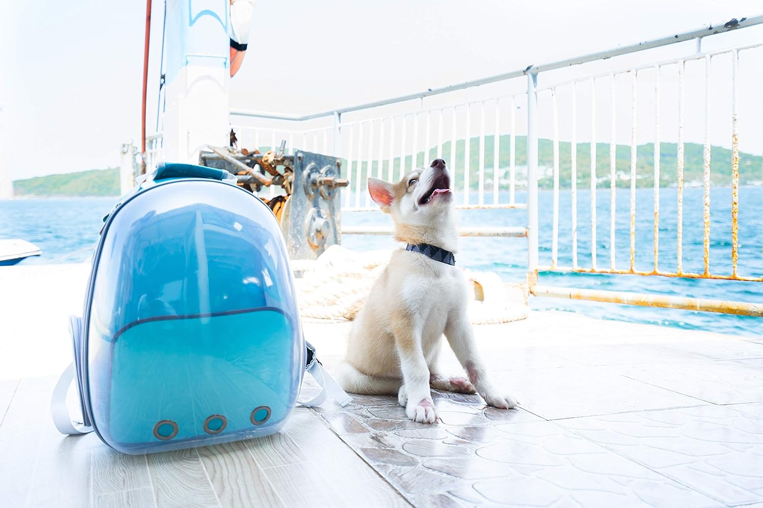 westgate pets backpack