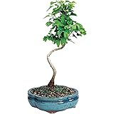 Brussel's Ginkgo Bonsai - Medium - (Outdoor)