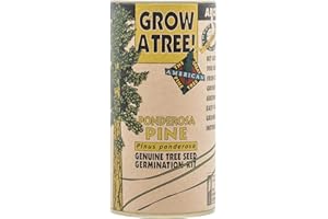 Ponderosa Pine | Tree Seed Grow Kit | The Jonsteen Company