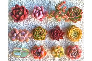 FWPP Succulents Plants Live (12 Pack),Bulk Succulents Plants Live,Rich in Colors,Bare Root Without Pot Soil,Live Plants Indoor Wedding Yard Baby Shower Decoration Friend Plant Lover Gift…