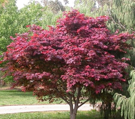Japanischer Roter Facherahorn Atropurpureum Dark Purple Roter Ahorn Ca 80cm Frosthart Amazon De Garten