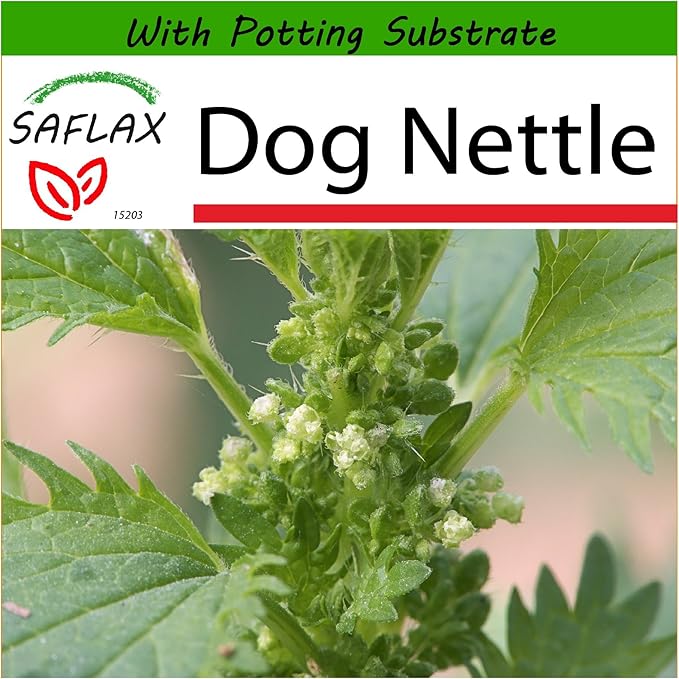 SAFLAX Dog Nettle 150 Seeds with Soil Urtica urens