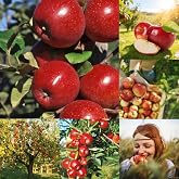 Mixrug 200+ Organic Apple Seeds for Planting Outdoors,Delicious Tropic Apples Tree Seeds Non-GMO Heirloom,Hardy Malus Domestica Fruit Tree Seed for Home Garden Outdoor