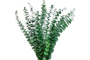 Kocat 12PCS Preserved Natural Eucalyptus Stems - Realistic Dried Eucalyptus Plant, Vase Filler, Shower Diffuser and Home Decor - Fresh Greenery, Perfect for Shower Hanging
