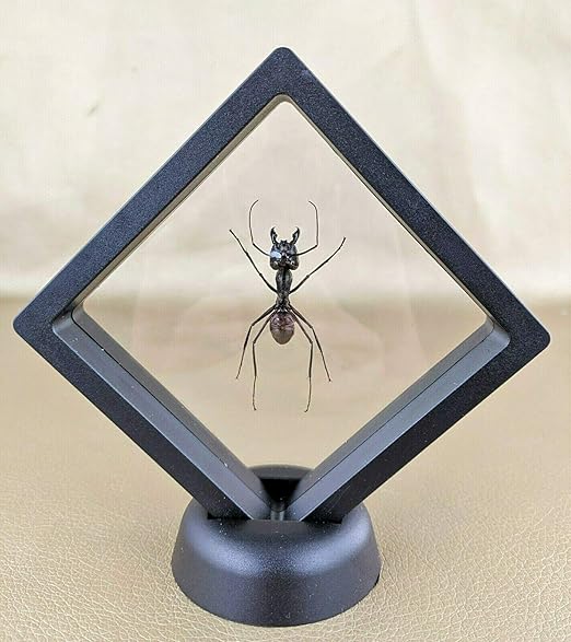 Entomology Taxidermy Large Soldier Bullet Ant Floating Display Specimen